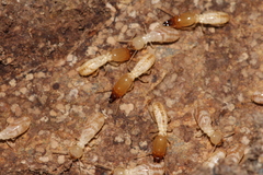 Reticulitermes banyulensis