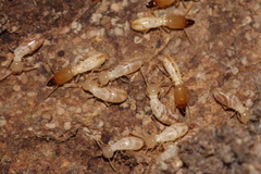 Reticulitermes banyulensis