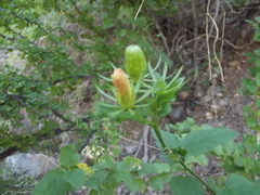 Hibiscus ribifolius