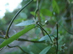 Metastelma californicum