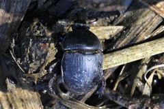 Sericotrupes niger