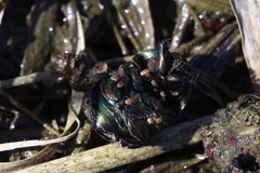 Sericotrupes niger