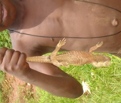 Varanus exanthematicus