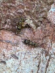 Ropalidia flavopicta