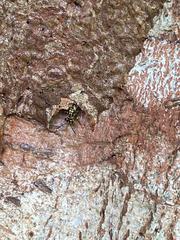 Ropalidia flavopicta