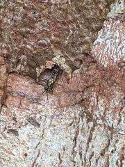 Ropalidia flavopicta