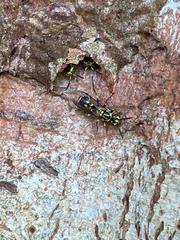 Ropalidia flavopicta