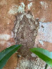 Ropalidia flavopicta