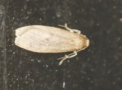 Lambula