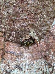 Ropalidia flavopicta