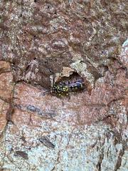 Ropalidia flavopicta