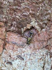 Ropalidia flavopicta