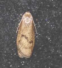 Lambula pleuroptycha