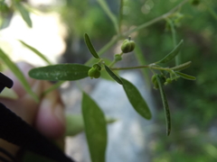 Euphorbia lagunensis