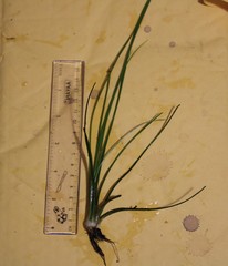 Isoetes howellii