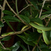 Florida Rough Greensnake - Photo (c) John Sullivan, some rights reserved (CC BY-NC), uploaded by John Sullivan