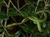 Florida Rough Greensnake - Photo (c) John Sullivan, some rights reserved (CC BY-NC), uploaded by John Sullivan