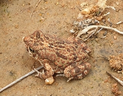 Poyntonophrynus fenoulheti