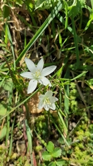 Ornithogalum orthophyllum