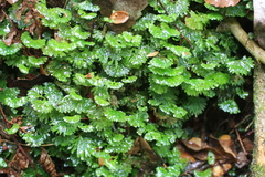 Hymenophyton flabellatum