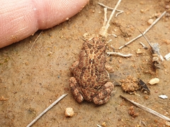 Poyntonophrynus fenoulheti