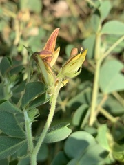 Crotalaria lotoides