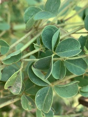 Crotalaria lotoides