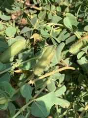 Crotalaria lotoides