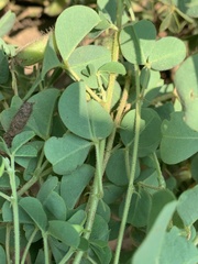 Crotalaria lotoides