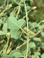 Crotalaria lotoides