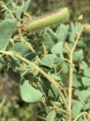 Crotalaria lotoides