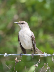Mimus polyglottos image