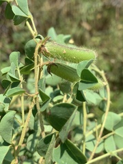 Crotalaria lotoides