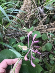 Lonicera × americana