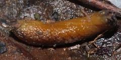 Chlamydephorus gibbonsi