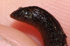 Chlamydephorus gibbonsi