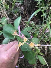 Lonicera × americana