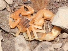 Parabuthus planicauda