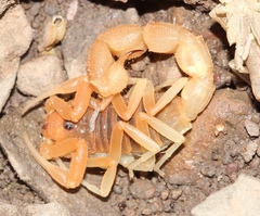 Parabuthus planicauda