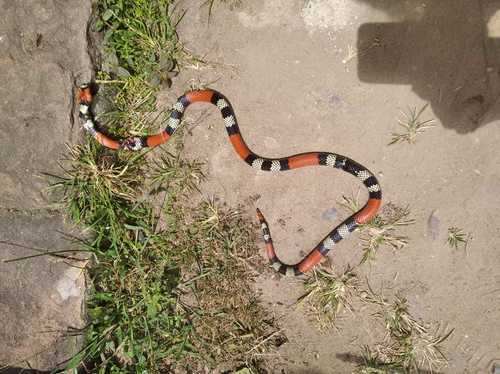 Photo of a Brazilian coralsnake (Micrurus brasiliensis)