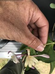 Lonicera × americana