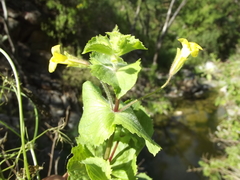 Erythranthe lagunensis