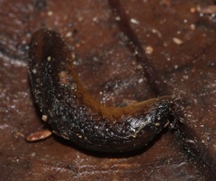 Chlamydephorus gibbonsi