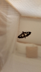 Glyphodes bicolor