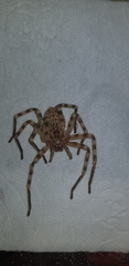 Eusparassus walckenaeri