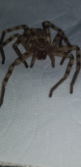 Eusparassus walckenaeri