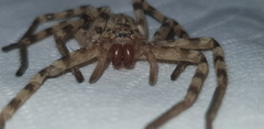 Eusparassus walckenaeri