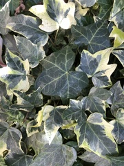 Hedera algeriensis