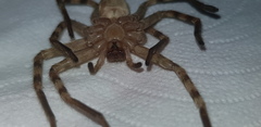 Eusparassus walckenaeri