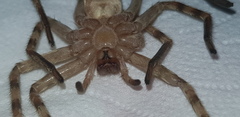 Eusparassus walckenaeri